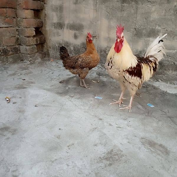 misri trio set hens for sale dono murgea Andy da Rahi ha granted 4