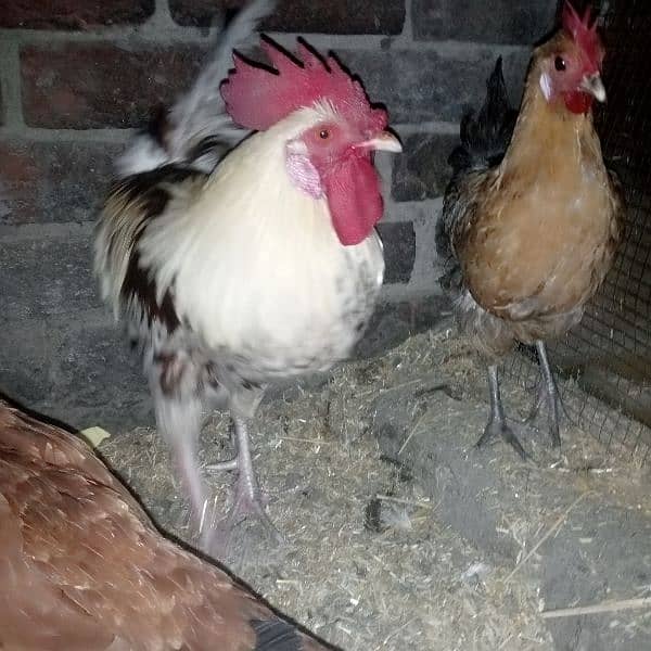 misri trio set hens for sale dono murgea Andy da Rahi ha granted 5