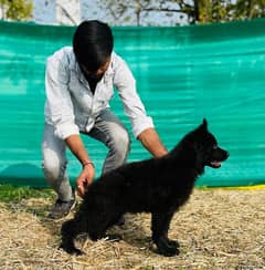 IMPORTED BLACK GERMAN SHEPHERD PUPPY AVAILABLE FOR SALE