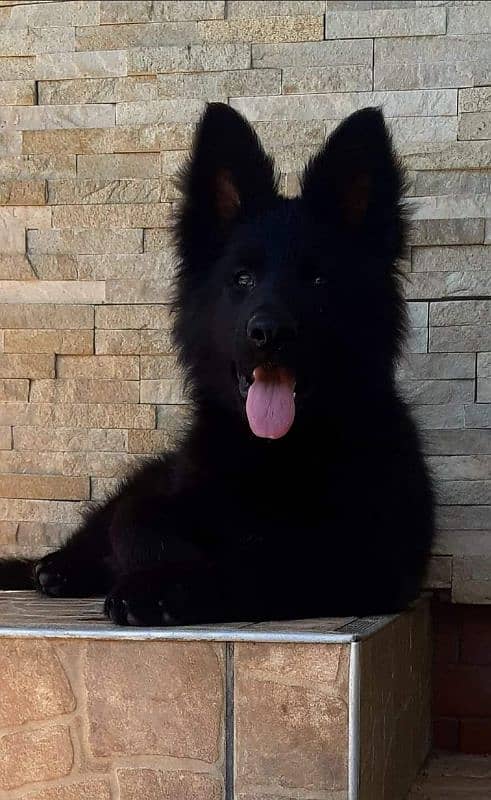 IMPORTED BLACK GERMAN SHEPHERD PUPPY AVAILABLE FOR SALE 1