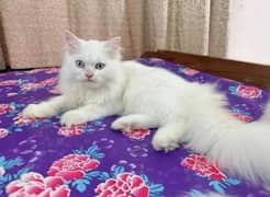 quality Persian panch face cate & kittan male female both available h