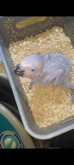 African grey chiks