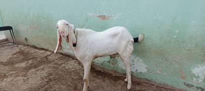 bakra for sell 2 dant ha