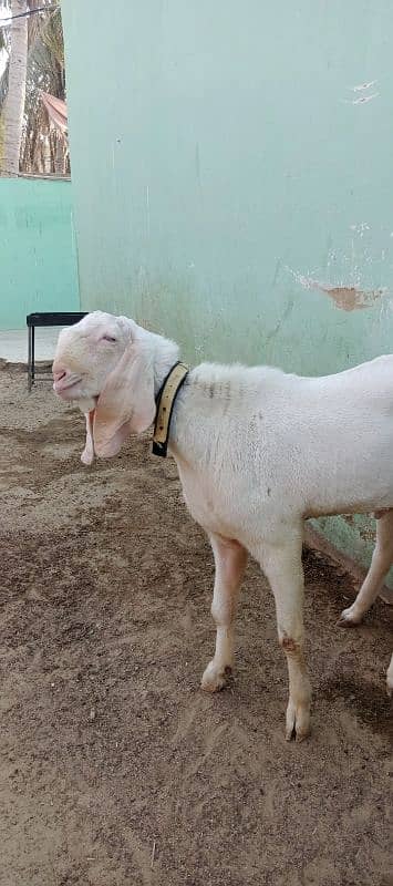 bakra for sell 2 dant ha 1