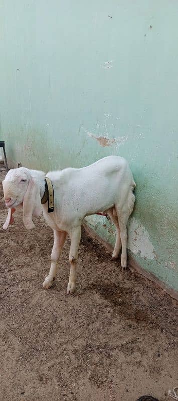 bakra for sell 2 dant ha 3