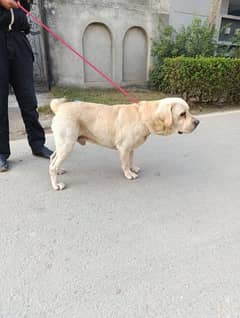 Labrador