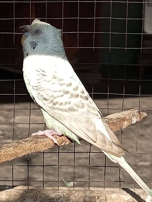 budgie 6