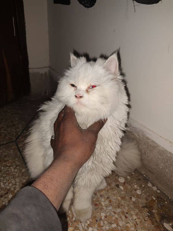 pershion cat male 1