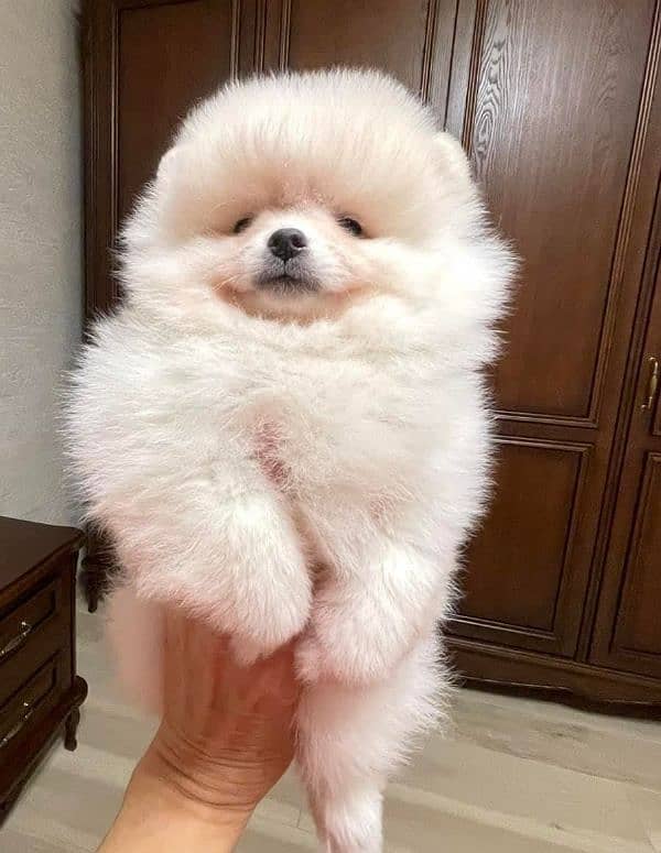 IMPORTED WHITE POMERANIAN PUPPIES AVAILABLE FOR SALE 0