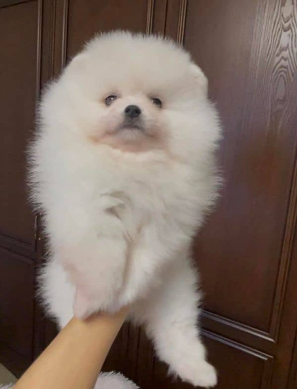 IMPORTED WHITE POMERANIAN PUPPIES AVAILABLE FOR SALE 1