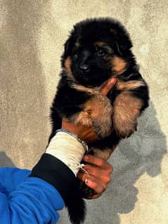 German Shepherd puppy