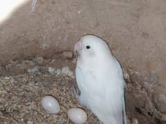 Albino/Lutino/Personata/ Color Love Birds Breeder Pairs