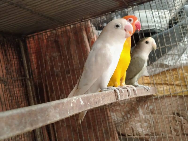 Albino/Lutino/Personata/ Color Love Birds Breeder Pairs 3