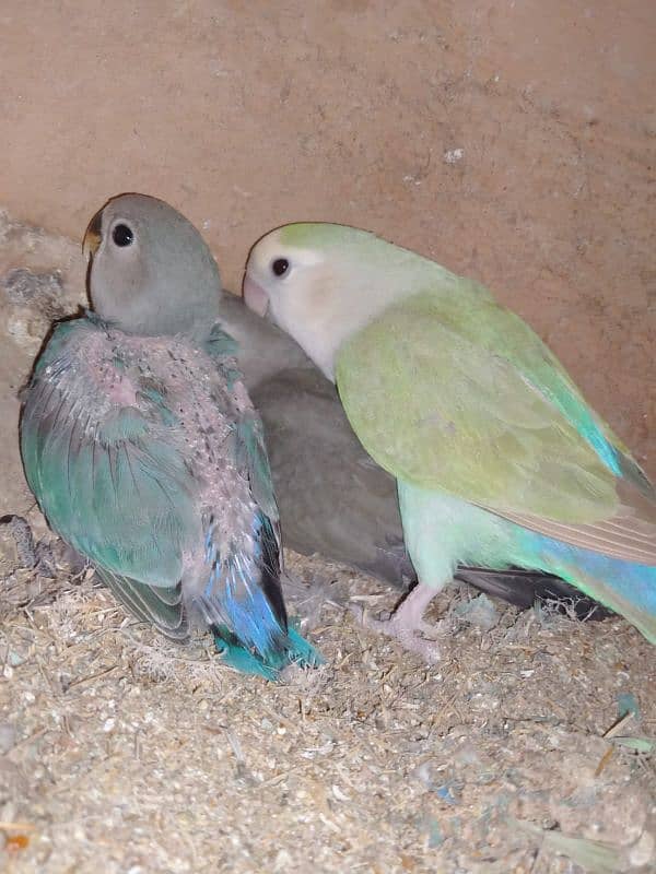 Albino/Lutino/Personata/ Color Love Birds Breeder Pairs 6