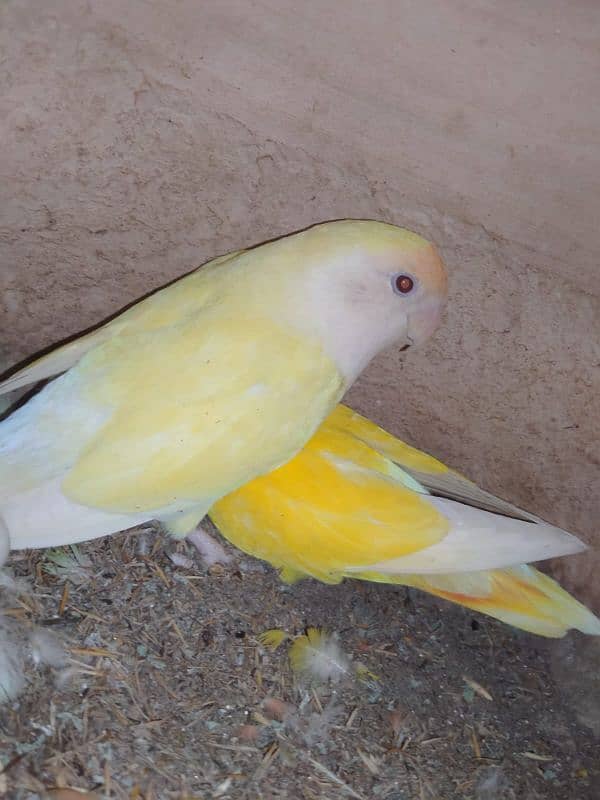 Albino/Lutino/Personata/ Color Love Birds Breeder Pairs 7