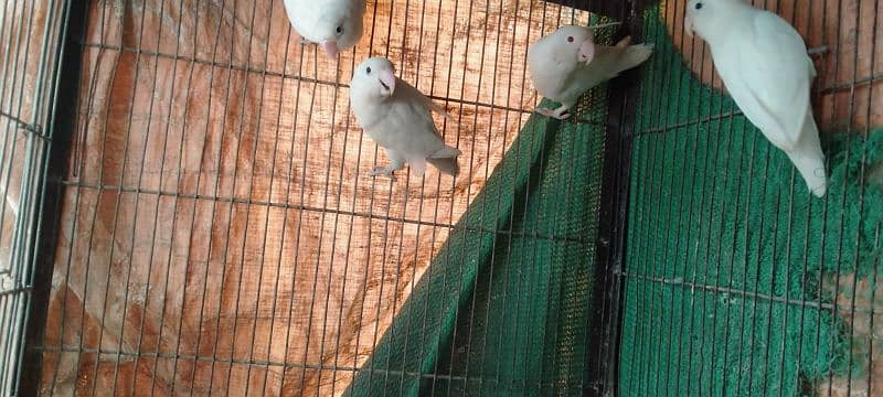 Albino/Lutino/Personata/ Color Love Birds Breeder Pairs 8