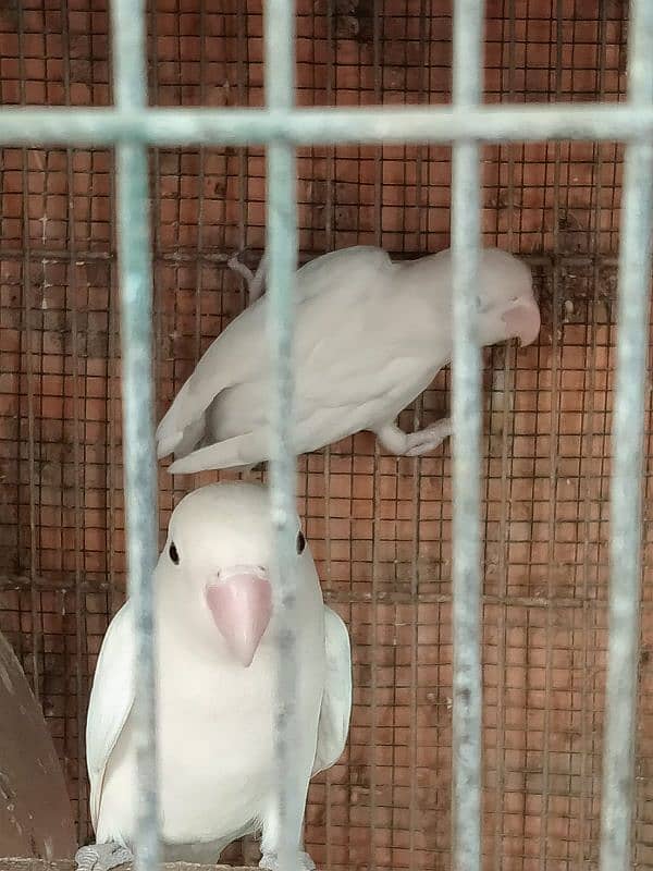 Albino/Lutino/Personata/ Color Love Birds Breeder Pairs 9