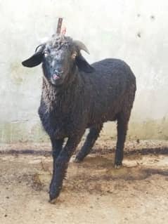 Beautiful Male sheep