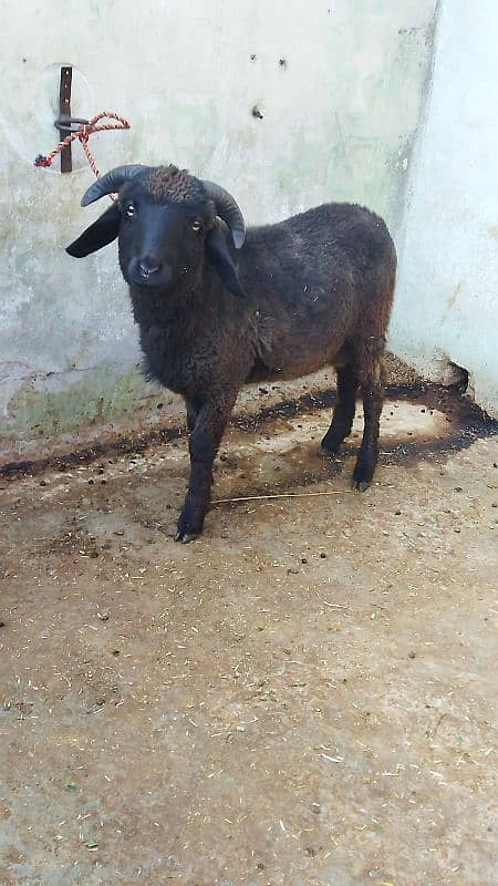 Beautiful Male sheep 3