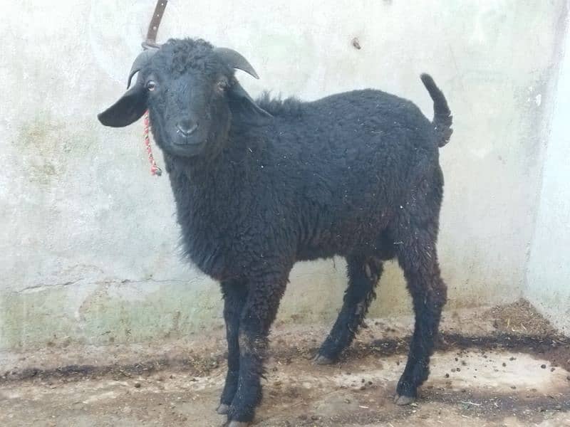 Beautiful Male sheep 5