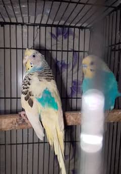 Budgie