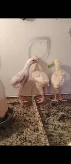 White Shamo Chicks