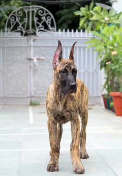 IMPORTED GREAT DANE PUPPIES AVAILABLE FOR SALE