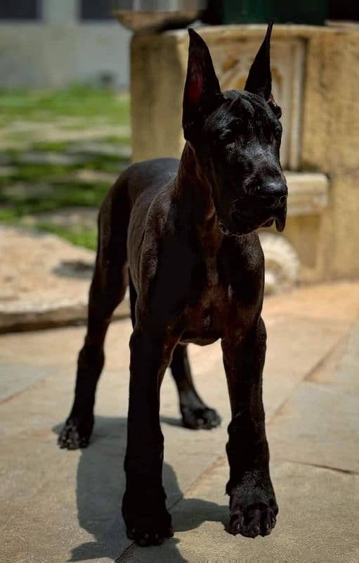 IMPORTED GREAT DANE PUPPIES AVAILABLE FOR SALE 1