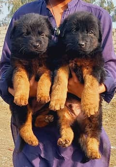 German Shepherd puppies for sale