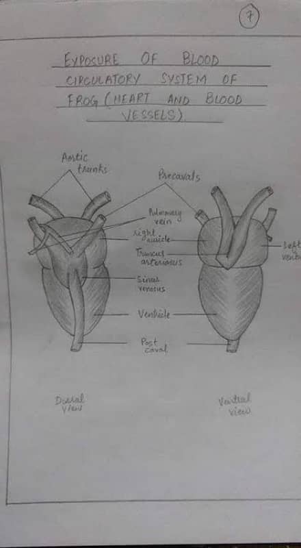 Practical Copies hum se banwai 4