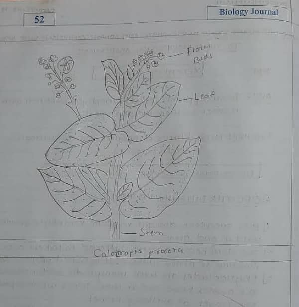 Practical Copies hum se banwai 7