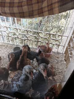 Aseel chicks upto 3 month old