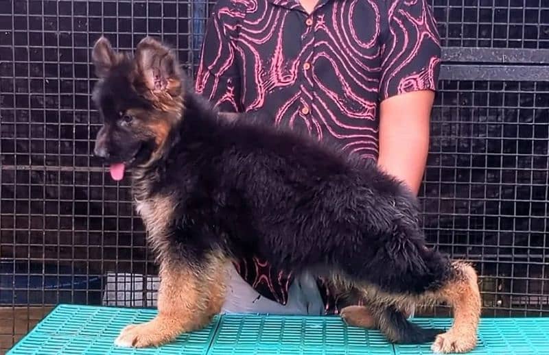 LONG COATED GERMAN SHEPHERD PUPPY AVAILABLE FOR SALE 0