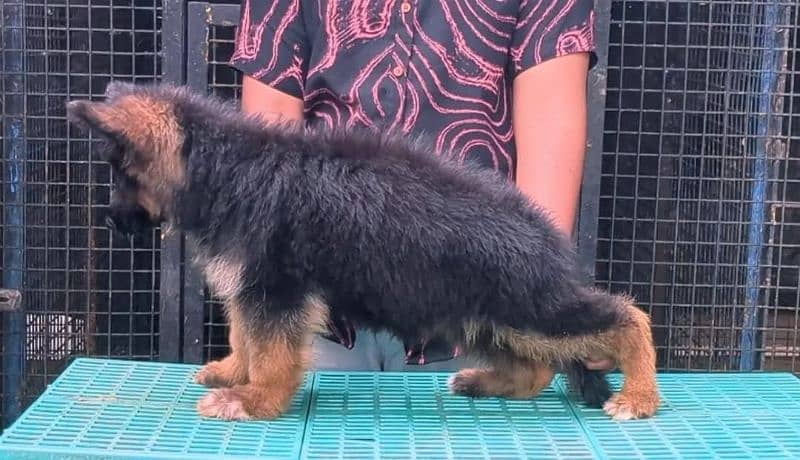 LONG COATED GERMAN SHEPHERD PUPPY AVAILABLE FOR SALE 1