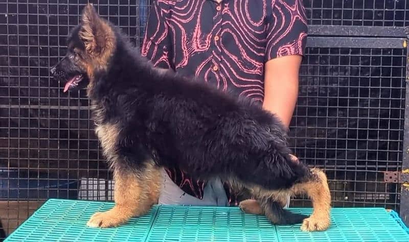 LONG COATED GERMAN SHEPHERD PUPPY AVAILABLE FOR SALE 2