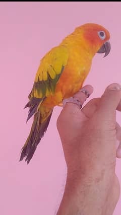 sunconure & pineapple tamed 03156376925