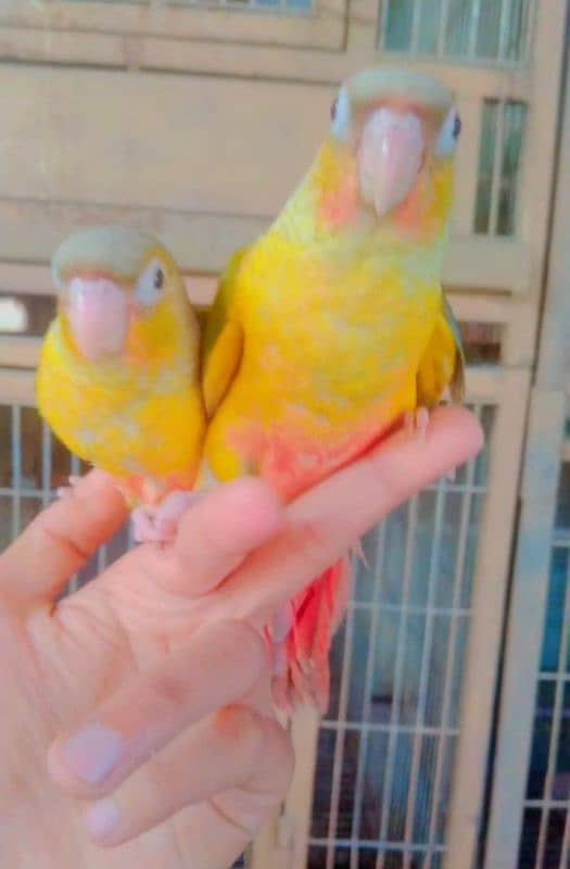 sunconure & pineapple tamed 03156376925 1