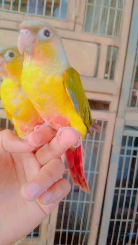 sunconure & pineapple tamed 03156376925 2