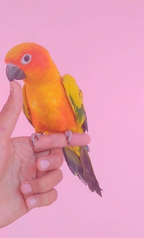 sunconure & pineapple tamed 03156376925 3