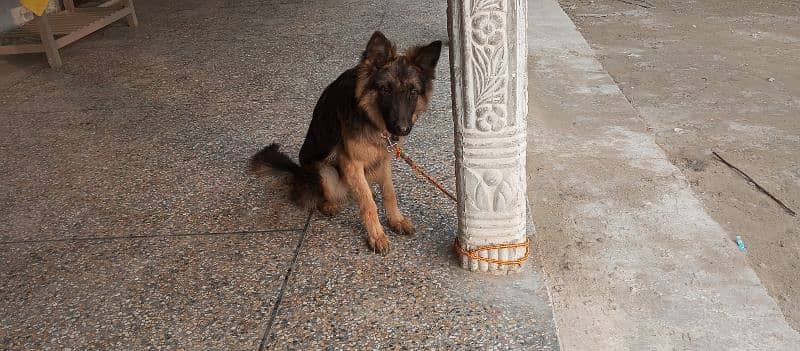 German shepherd male for sale location Mianwali whatsp 03157665155 0