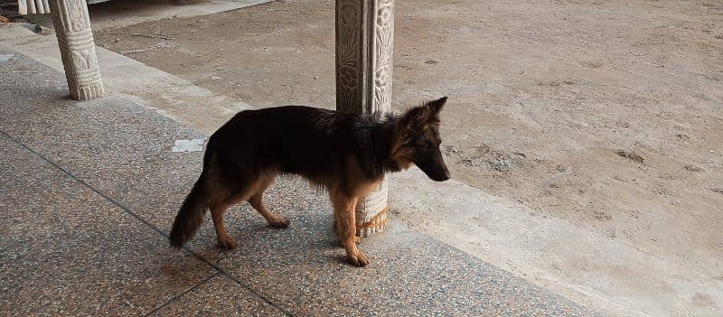 German shepherd male for sale location Mianwali whatsp 03157665155 1