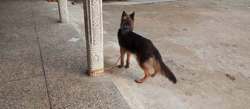 German shepherd male for sale location Mianwali whatsp 03157665155 3