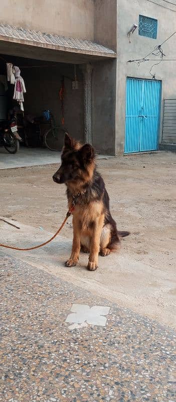 German shepherd male for sale location Mianwali whatsp 03157665155 5