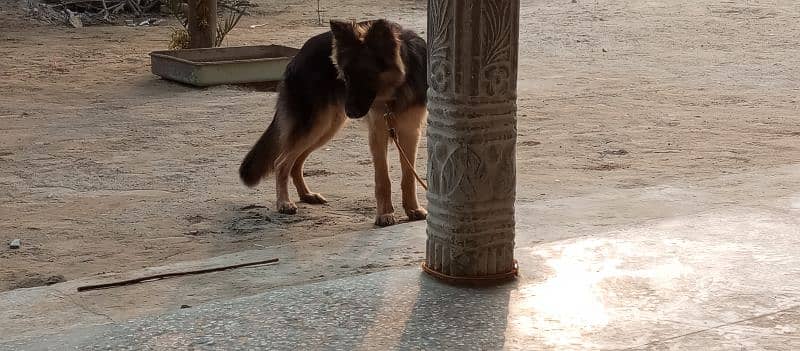 German shepherd male for sale location Mianwali whatsp 03157665155 6