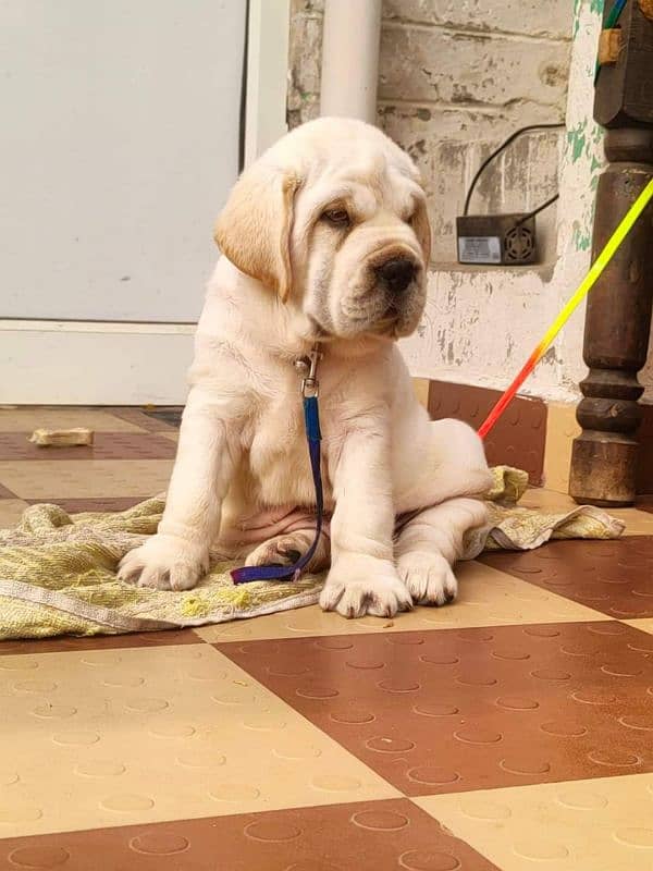 IMPORTED CHINESE LABRADOR PUPPY AVAILABLE FOR SALE 2