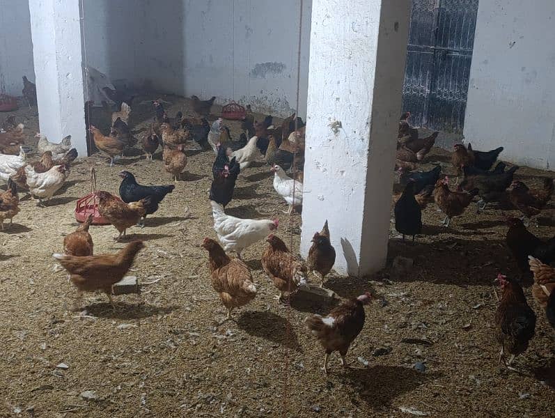 Golden Misri/Lohman Brown Hens For Sale 0