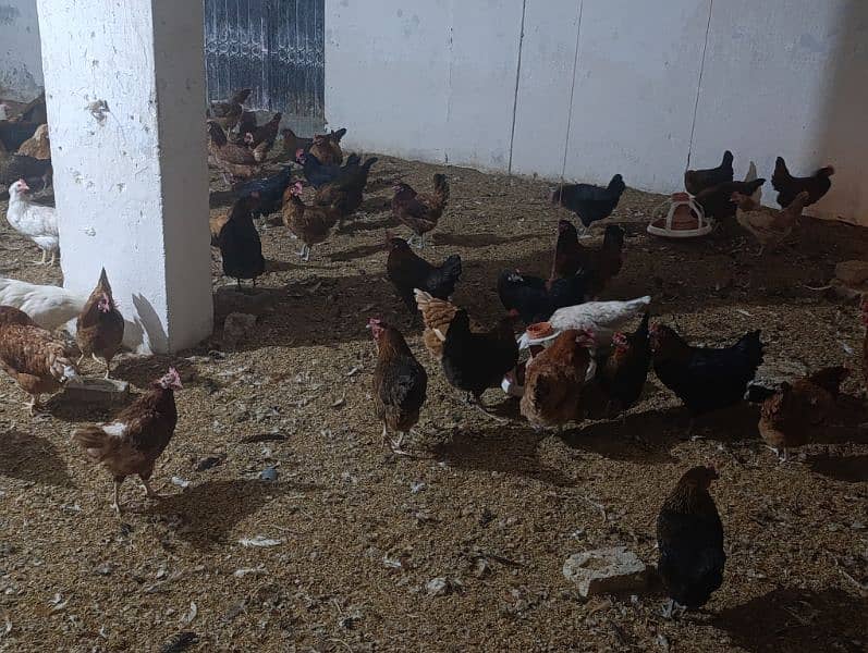 Golden Misri/Lohman Brown Hens For Sale 4