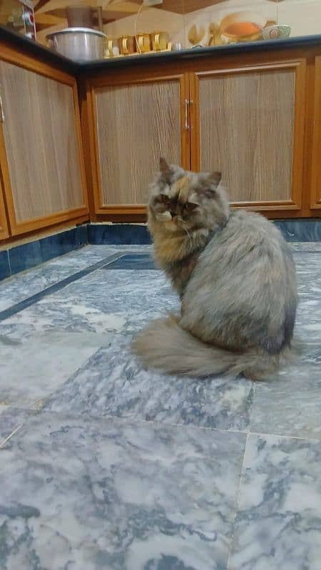 8 Months punchface Persian kitten 1