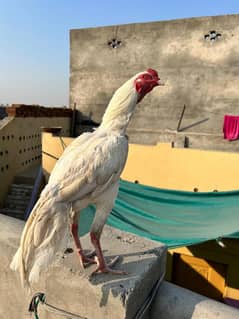 Heera /  Aseel Heera  / Aseel / Murga / White Male / female for sale