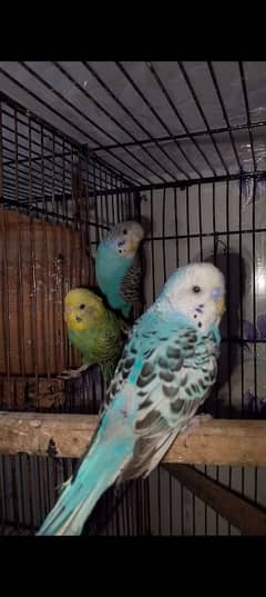 Budgie